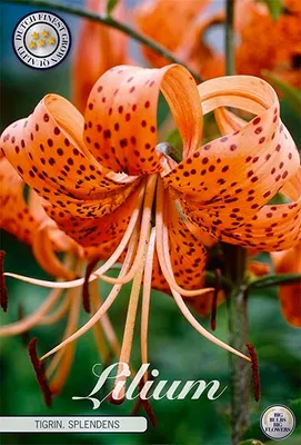 Artikelbild 2 von 'Lilie Tigriin. Splendens (2 Stück)' aus der Kategorie Lilienzwiebeln