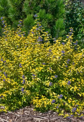 Produktbild von Caryopteris clandonensis 'Sunny Blue', Bartblume, blau, 30–40 cm