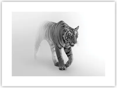 Produktbild von Poster - Poster ohne Rahmen - Tiger Monochrom Porträt - 40x30 cm - Wand Bild - Wanddeko - Wandbilder - Kunstposter - Wandposter - Bilder - Kunstdruck - Wanddekoration - Wandbild - P2XAA40x30-4626