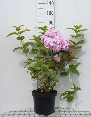 Produktbild von Hydrangea macr. roze/rose - Hortensien  40- 60 cm Container