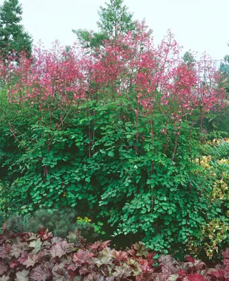 Zdjęcie produktu dla Thalictrum rochebrunianum, ruta łąkowa, bladofioletowa, doniczka ok. 9x9 cm