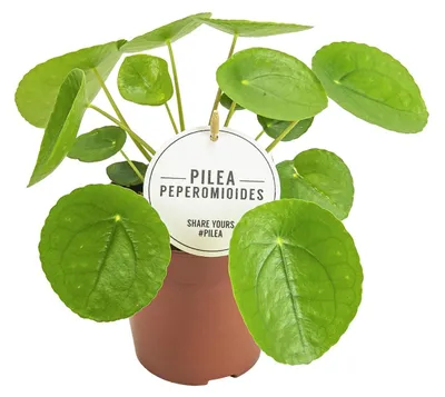 Immagine prodotto di Pilea Peperomioides - 20cm - Ø13cm - Pianta d'appartamento - Sempreverde