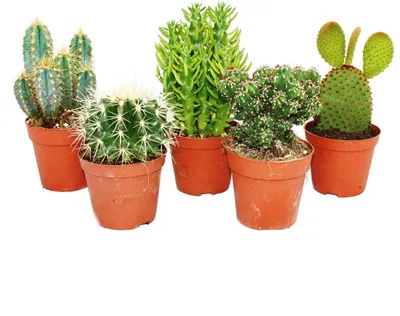 Produktbild von 5 verschiedene mittelgroße Kakteen im Set, 8,5cm Topf, ca. 12-18cm hoch