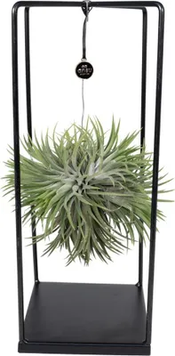 Produktbild von Bromelie Mix 1 Stück  Ø20cm - ↕20cm
