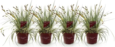 Image de Green boutiQ - Graminées ornementales - Carex oshimensis Evergold - Jaune et vert - 4 plants - À feuillage persistant - Peu d'entretien - Pot de 17 cm, hauteur 50 cm