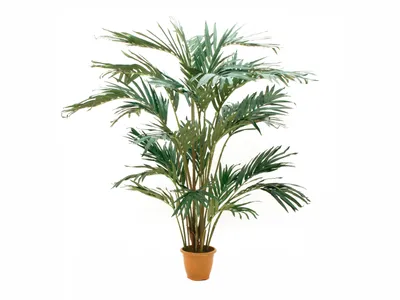 Zdjęcie produktu dla EUROPALMS Palma daktylowa z Wysp Kanaryjskich, sztuczna roślina, 240 cm