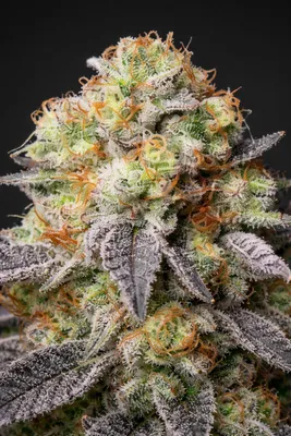 Produktbild von Cannabissamen Panty Punch Auto - 3 Samen