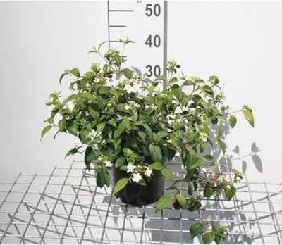 Zdjęcie produktu dla Viburnum plic. 'Watanabe' - Snowball 30- 40 cm - Pojemnik