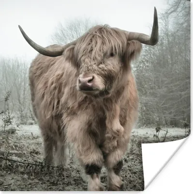 Produktbild von MuchoWow® Poster Schottische Highlander - Natur - Herbst - Tiere - Wildtiere - Wald 75x75 cm - Wand Dekoration