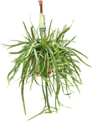 Obrázek produktu pro Listový kaktus Lepismium bolivianum, průměr 17 cm, výška 55 cm, závěsná rostlina, pokojová rostlina