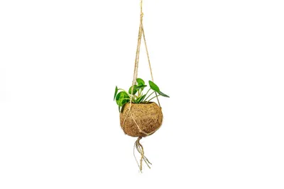 Obrázek produktu pro Kokodama Pilea peperomioides (S)