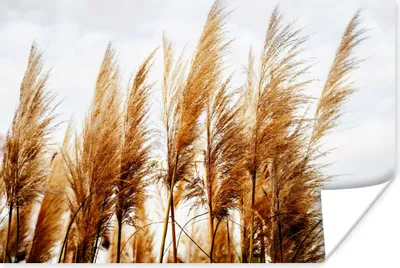 Produktbild von MuchoWow® Poster Pampasgras - Sonne - Gras 120x80 cm - Bilder
