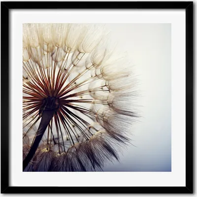 Produktbild von Bild - 50 cm x 50 cm - MDF - Rahmen, Wandkunst - Löwenzahn