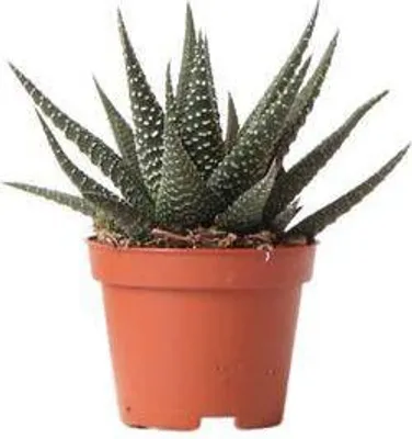 Produktbild von Sukkulente Haworthia Royal Highness Grüne Zimmerpflanze Ø6cm pflegeleicht Deko