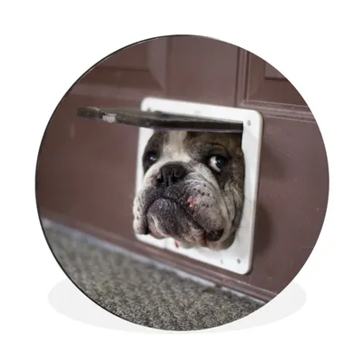 Produktbild von MuchoWow® Aluminium Wandkreis Hund - Lustig - Katzenklappe - Kinder - Jungen - Mädchen - Kinder Ø 30 cm Wanddeko Modern Wohnzimmer - Wand Bild - Wohnzimmer - Runde Bilder - Alubilder - Kunst für zu Hause - Aluminium - Wanddekoration