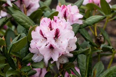 Produktbild von Rhododendron Hybr. 'Herbstfreude', rosa Blüten, 30–40 cm