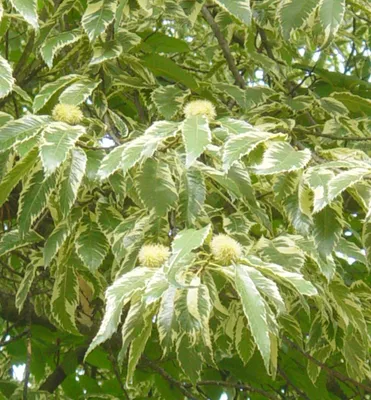 Produktbild von Esskastanienbaum ´VARIEGATA´ auf Stamm 100 cm, Cont. 5 l