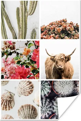 Produktbild von MuchoWow® Poster Schottisches Hochlandrind - Collage - Blumen - Kaktus 20x30 cm - Papierdruck
