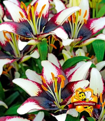 Produktbild von BALDUR Garten 3x Lilie 'Netty´s Pride', Zwiebeln mit Umfang 14-16 cm, lang & reich blühend, fasziniert auf Balkon & Terrasse, winterhart, mehrjährig, pflegeleicht, dekorativer Sommerhit, Lilium