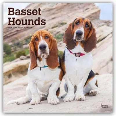 Produktbild von Basset Hounds 2026 - 16-Monatskalender