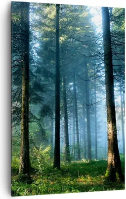 Produktbild von Bild auf Leinwand - Leinwandbild - Einteilig - Wald Dämmerung die Sonne - 80x120cm - Wand Bild - Wanddeko - Wandbilder - Leinwanddruck - Wanddekoration - Leinwand bilder - Wandbild - PA80x120-4398