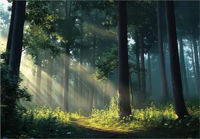 Produktbild von Fototapete Wald Sonne Bäume - 300x210 cm - inklusive kleister - Vlies Tapete - Vliestapete Wohnzimmer Schlafzimmer Küche Modern Wandtapete