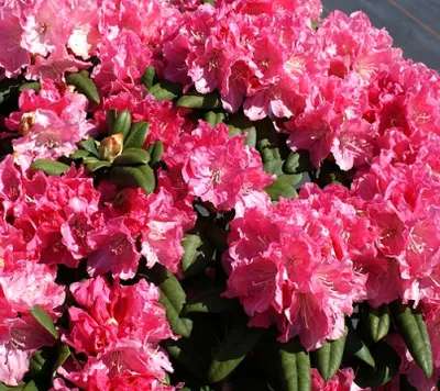 Produktbild von Rhododendron 'Anuschka' Japanische Azalee rosa-weiß Hochstamm 80 - 100 cm