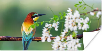 Produktbild von MuchoWow® Poster Vogel - Bienenfresser - Blumen 40x20 cm - Poster für die Wand - Poster Schlafzimmer
