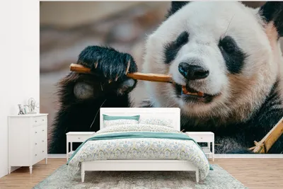Produktbild von MuchoWow® Fototapete für Wohnzimmer oder Schlafzimmer Wandtapete Vinyl Motivtapete Panda - Nahaufnahme - Bambus - 350x260 cm - Wohnzimmer-Tapete