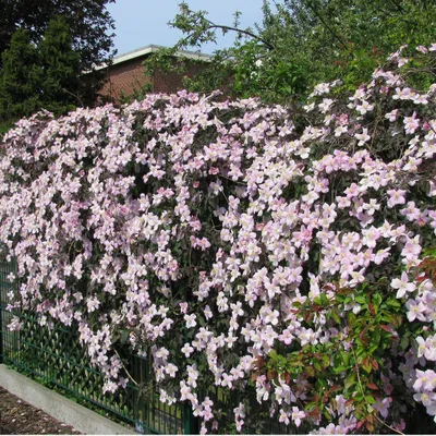 Immagine prodotto di 2 X Clematis Montana Rubens - Set di 2 piante rampicanti di Clematis rosa - Rampicanti perenni da fiore e resistenti - 2 vasi da 1,5 litri