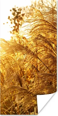 Produktbild von MuchoWow® Poster Pampasgras - Sonne - Gras 80x160 cm - Kinderzimmer