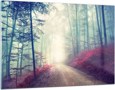 Produktbild von Bilder auf glas - Wald Baum Natur - 120x80cm - Glasbilder - Wandbilder - Kunstdruck - zum Aufhängen bereit - Wanddekoration aus Glas - Glas Bilder - Wandbild auf Glas - Einteilig - GAA120x80-3667