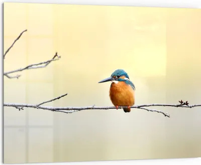 Produktbild von DEQORI Küchenrückwand Glas 80x60 cm 'Königsfischer auf Zweig' Spritzschutz Bad Rückwand