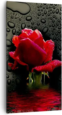 Produktbild von Bild auf Leinwand - Leinwandbild - Blume rote rose wasser tau - 55x100cm - Wand Bild - Wanddeko - Leinwanddruck - Bilder - Kunstdruck - Wanddekoration - Leinwand bilder - Wandkunst - PA55x100-2367