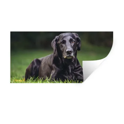 Produktbild von MuchoWow® Wandtattoo Wandsticker Wandaufkleber Ein schwarzer Labrador im Gras 80x40 cm Selbstklebend und Repositionierbar - Aufkleber