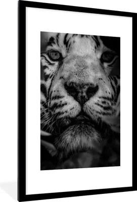 Produktbild von MuchoWow® Gerahmtes Poster Nahaufnahme von Blättern und einem weißen Tiger im Dschungel - schwarz und weiß 60x90 cm - Poster mit Schwarzem Bilderrahmen Wandposter Rahmen Foto Bilder - Dekoration - Wandposter Wohnzimmer - Hochwertig