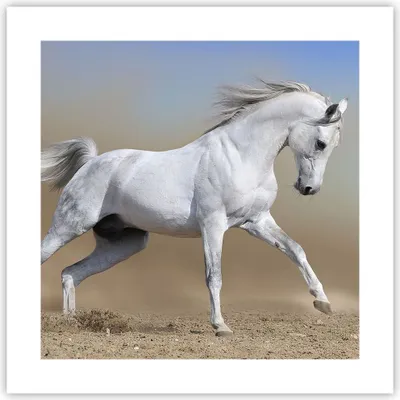 Produktbild von Poster - Poster ohne Rahmen - Pferd weiß Tier - 40x40 cm - Wand Bild - Wanddeko - Wandbilder - Kunstposter - Wandposter - Bilder - Kunstdruck - Wanddekoration - Wandbild - P2XAC40x40-0167