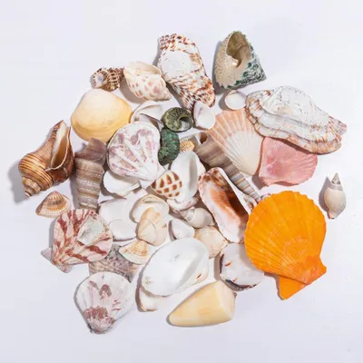 Productafbeelding van Decoratieve Schelpen - Natuurlijke Decoratie - Huis Decoreren - Natuurlijk Materiaal - 120 gram - Gemengd