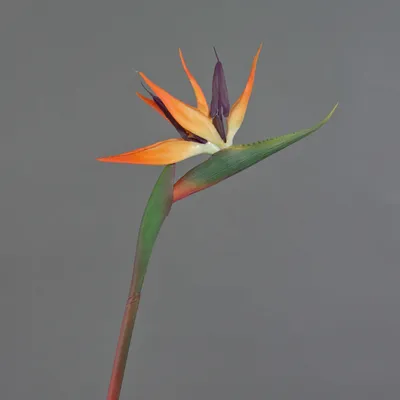 Produktbild von artplants.de Dekoblume Strelitzie DONGLIN, orange-violett, 85 cm - Künstlicher Blumenzweig