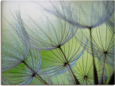 Produktbild von ARTland Leinwandbild Pusteblumen-Samen II Größe: 40x30 cm