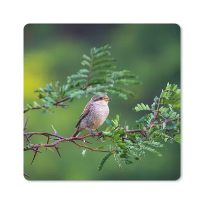 Produktbild von MuchoWow® Mauspad Mousepad Vogel - Baum - Wald 20x20 cm - Mousepads - Maus Mat - Pad - Mausunterlage - Desk Mat - Bureauartikeln