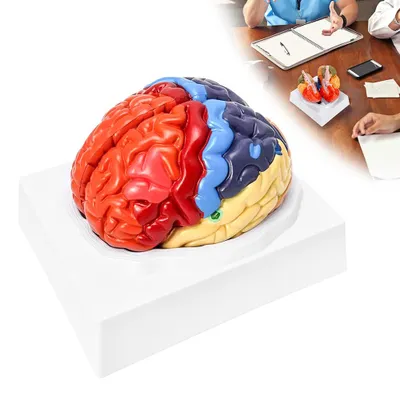 Produktbild von Menschliches Gehirn Modell Anatomie Menschliches Gehirn Anatomisches Modell mit Etiketten Farbkodiertes Abnehmbares Gehirn Forschung über Lehren