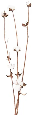 Obrázek produktu pro Sušené bavlněné větvičky, nadýchané, 80 cm, bílé a hnědé, Clayre & Eef 5DF0030