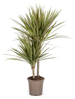 Produktbild von Dracaena Marginata Bicolor Ø17cm - Höhe 50 - 70cm