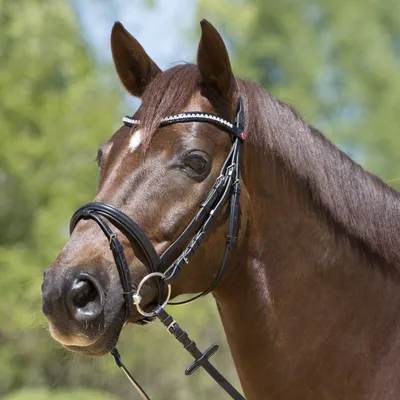 Produktbild von Kieffer Trensenzaum LEA, Farbe:schwarz / schwarz unterlegt, Größe:Warmblut / Nasenbd.25mm