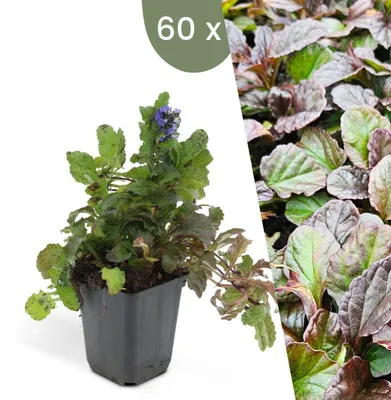 Image de Plants by Frank | 60 Plantes de bugle | Ajuga reptans | Couvre-sol rustique | Vivaces rustiques | Plantes de jardin