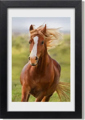Produktbild von Bild 20x30 MDF-Rahmen, Wandkunst Pferd im Galopp