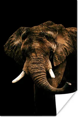 Produktbild von MuchoWow® Poster Elefant - Schwarz - Braun 120x180 cm - Kunstposter