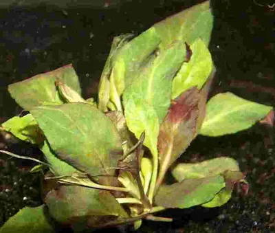 Produktbild von 10 Bunde Lobelia cardinalis, scharlachrote Lobelie