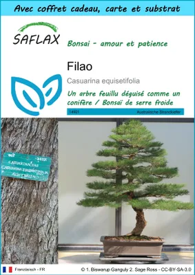Image de SAFLAX Ensemble-cadeau - Filao - 200 graines - Casuarina
